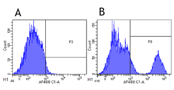Anti-CD20 [10F381 (rituximab)]