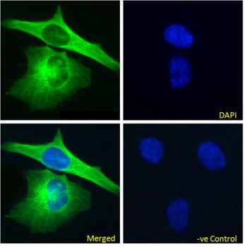 Anti-Alpha-Tubulin [F2C]