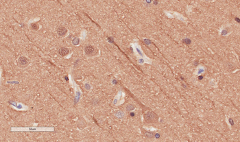Anti-Alpha-Tubulin [F2C]