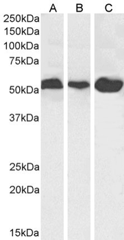 Anti-Alpha-Tubulin [F2C]