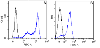 Anti-Beta-Tubulin [S11B]