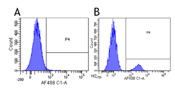 Anti-CD22 [hL22 (Epratuzumab)]