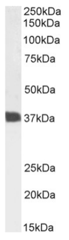 Anti-CD7 [3A1E]