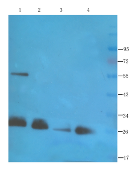 Anti-CD28 [JJ316]
