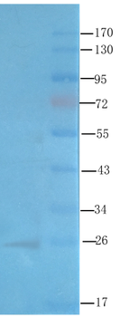 Anti-CD28 [D665]