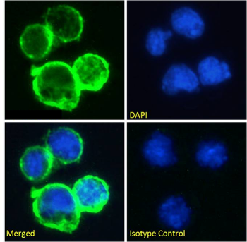 Anti-CD38 [AT13/5]