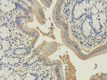 Anti-Syntaxin-1A [SP6]