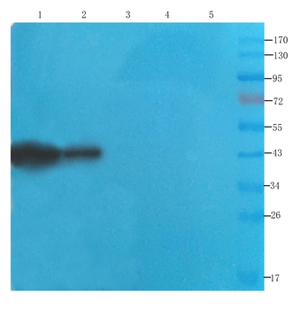 Anti-CDCrel-1 [SP18]