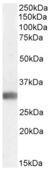 Anti-GRB2 [SAIC-19D-1F4]