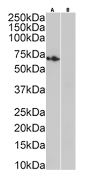 Anti-Rhodopsin [Rho 1D4]