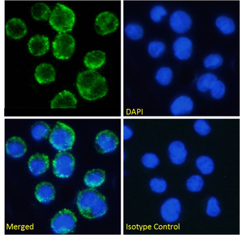 Anti-CD11c [N418]