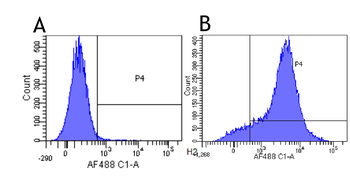 Anti-CD44 [Hermes -3]