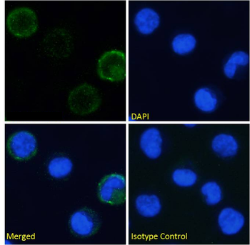 Anti-alpha-4 integrin [21.6]
