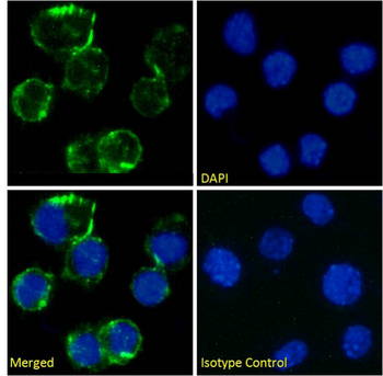 Anti-CD81 [1D6]