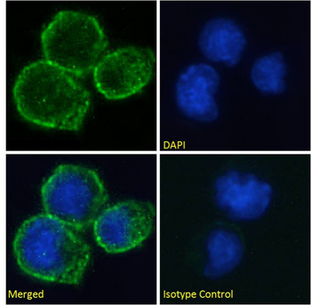 Anti-CD40 [A54 scFv]