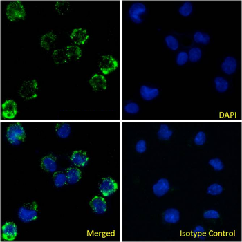Anti-Fc gamma receptor III [3G8]