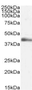 Anti-Lymphotoxin alpha [3F12.2D3]