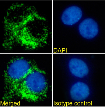 Anti-CD63 [MOF11]