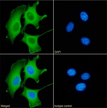 Anti-Galectin 9 [RG9-35]