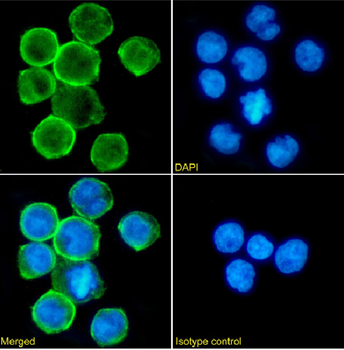Anti-CD11a [MHM24]