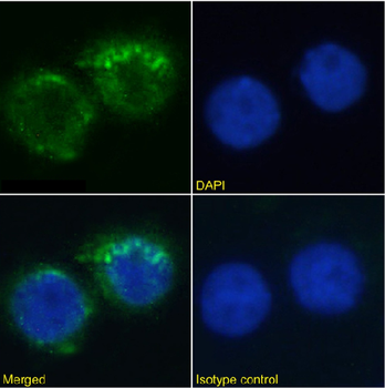 Anti-CD11a [MHM24]