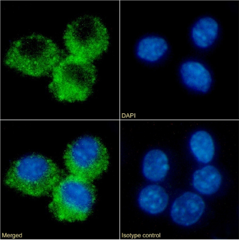 Anti-CD32 [AT130-5]