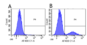 Anti-CD79a [ZL7-4]
