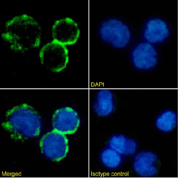 Anti-CD40L [AT161-10]