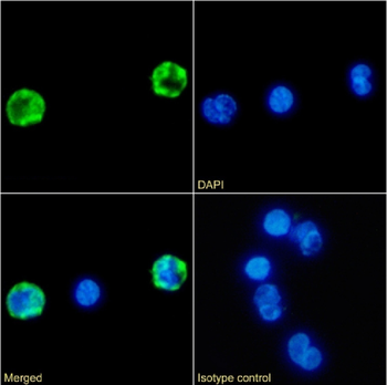 Anti-CD4 [DB81]