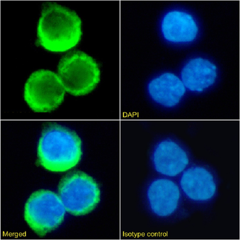 Anti-Rhesus D antigen [D7C2]