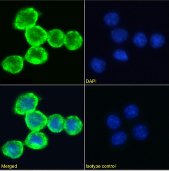 Anti-Transferrin receptor [R17 217.1.3]