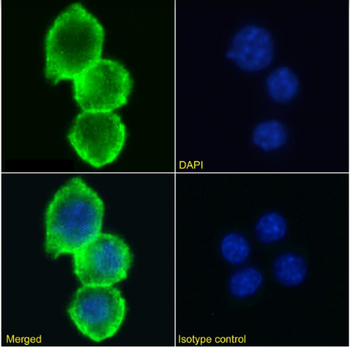 Anti-CD155 [3F1]