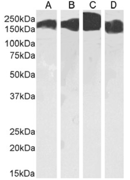 Anti-CD171 [L1-14.10]