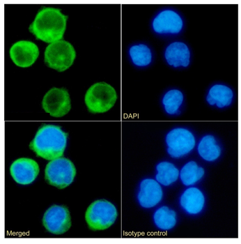 Anti-CD45RA [OTH-74D4]
