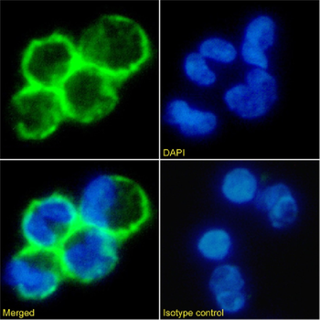 Anti-CD19 [CAT-13.1E10]