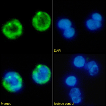 Anti-CD41 [BAG 75E5]