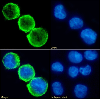 Anti-CD15 [BRA-4F1]
