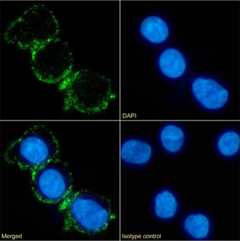 Anti-CD37 [IPO-24 (ZC37-24)]