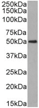 Anti-CD63 [NK-1-C3]