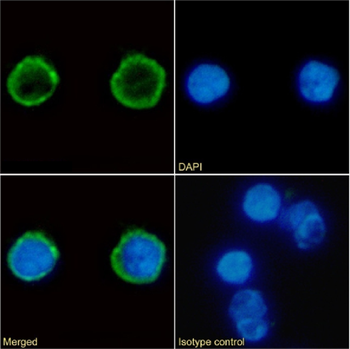 Anti-CD4 [EDU-2 (B486)]