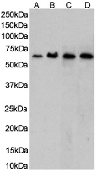 Anti-CCR5 (PKC site) [RC-10]