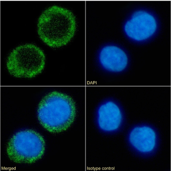 Anti-CD38 [OKT10]
