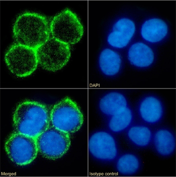 Anti-CD33 [M195]