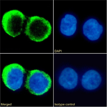 Anti-CD37 [G28-1]