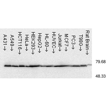 HSP70 Antibody: Biotin