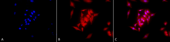 GRP94 Antibody: HRP