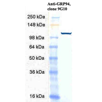GRP94 Antibody: HRP