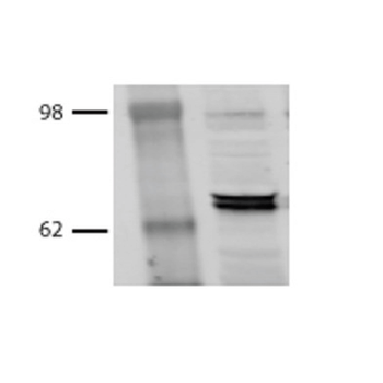 HSP70/HSC70 Antibody: Biotin
