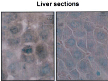 HSP70/HSC70 Antibody: Biotin