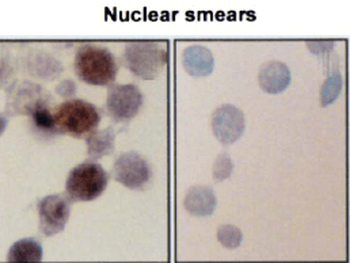 HSP70/HSC70 Antibody: Biotin